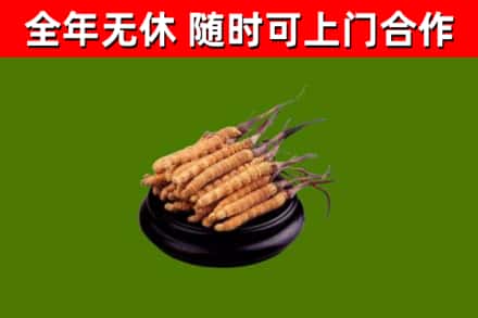 吉木萨尔回收冬虫夏草