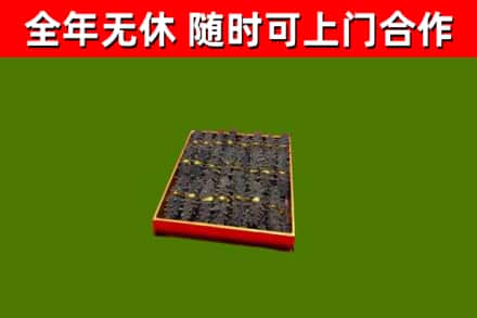 吉木萨尔回收海参